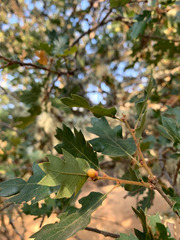 Quercus berberidifolia × lobata