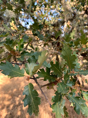 Quercus berberidifolia × lobata