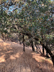 Quercus berberidifolia × lobata
