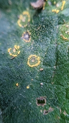 Coleosporium elephantopodis