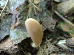 Trichoderma alutaceum