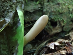 Trichoderma alutaceum