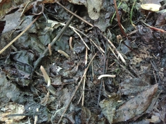 Trichoderma alutaceum