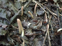 Trichoderma alutaceum