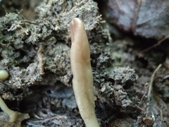 Trichoderma alutaceum