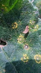 Coleosporium elephantopodis