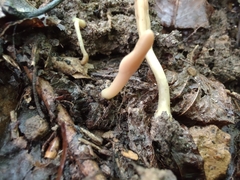 Trichoderma alutaceum