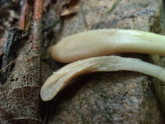 Trichoderma alutaceum