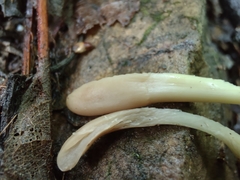 Trichoderma alutaceum