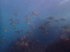 Hyperprosopon argenteum