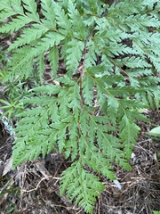 Loxsoma cunninghamii