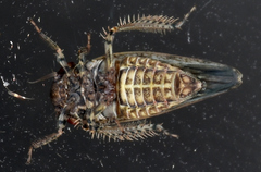 Paraphlepsius tennessus