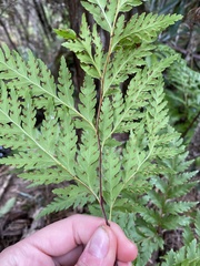 Loxsoma cunninghamii