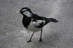Grallina cyanoleuca