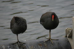 Gallinula tenebrosa