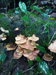 Panellus pusillus