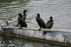 Phalacrocorax sulcirostris
