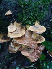 Panellus pusillus