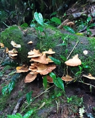 Panellus pusillus