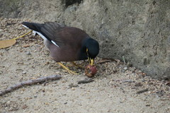 Acridotheres tristis