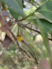 Acronychia imperforata