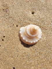 Phalium bandatum