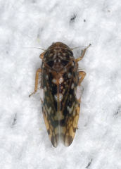 Xestocephalus similis