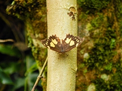 Oxeoschistus tauropolis tauropolis