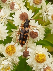 Xestoleptura