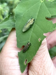 Agaeocera scintillans