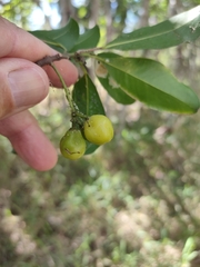 Acronychia imperforata