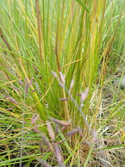 Deschampsia beringensis