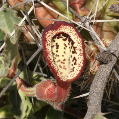 Aristolochia coryi