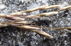 Deschampsia beringensis