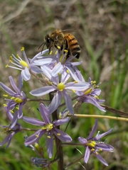 Camassia scilloides