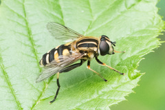 Helophilus neoaffinis
