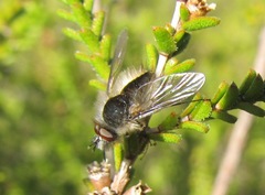 Acreotrichus