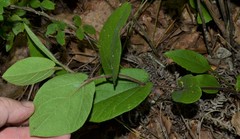 Aristolochia reticulata