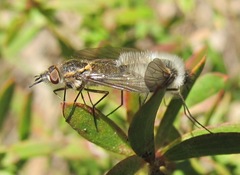 Acreotrichus