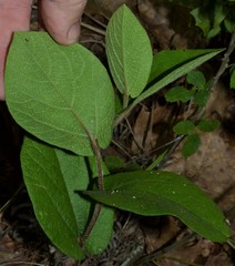 Aristolochia reticulata