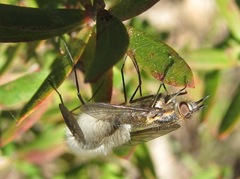 Acreotrichus