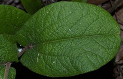 Aristolochia reticulata