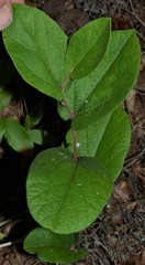 Aristolochia reticulata