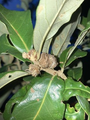Andricus quercusfoliatus