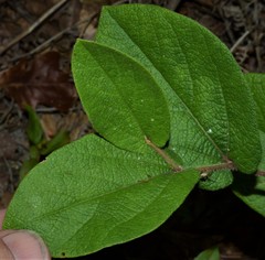 Aristolochia reticulata