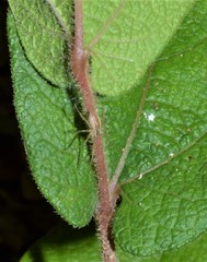 Aristolochia reticulata