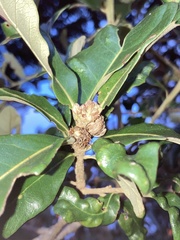 Andricus quercusfoliatus