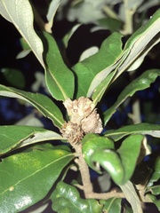 Andricus quercusfoliatus