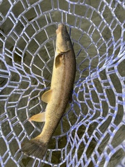 Catostomus catostomus