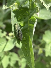 Agaeocera scintillans